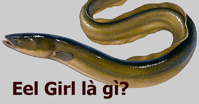 Eel girl là gì?
